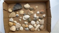 Sea Shell Assortment