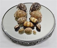 12pc Various Natural Shell Cowries