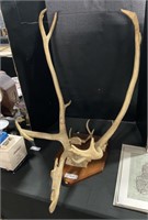 Large Caribou Mounted Antlers.