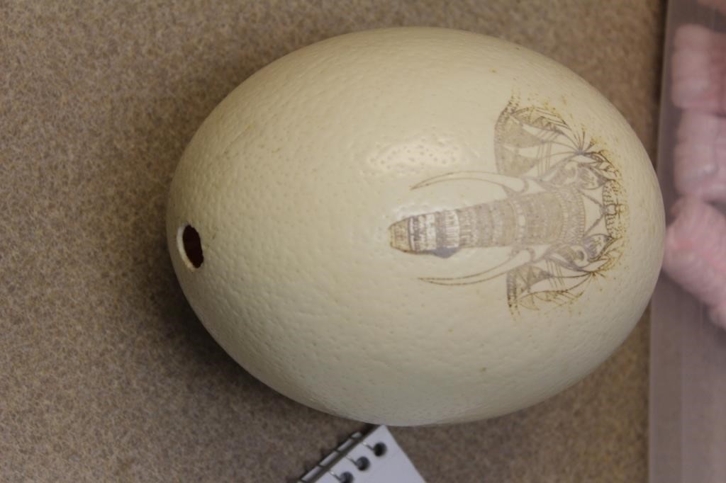 Ostrich Egg