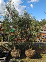 2 Thuja Western Red Cedar