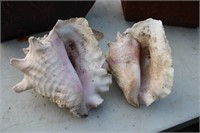 2 Conch Shells
