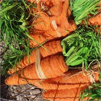 Carrots, 22"x15"
