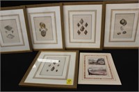 5pc Handcolored Copper Plate Engravings