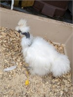 Silkie Naked Neck Show Type Chicken