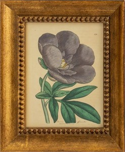 Botanical Hand-Colored Engraving, 1803