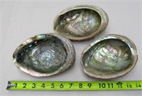 3 Abalone Shells
