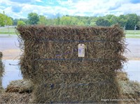 10 1st Alfalfa Orchard Grass