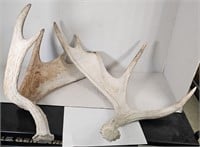 Moose Horns
