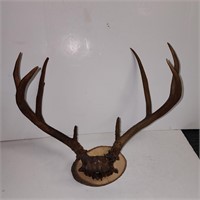 Deer Antlers