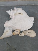 LG. CONCH SHELL, 3 SM CONCH SHELLS