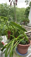 3 amaryllis plants