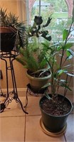 Group of 3 plants and stands