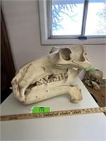 Hippopotamus Skull 23" × 15"  × 15"
