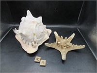 CONCH SHELL AND STAR FISH