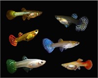 Assorted female guppy