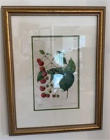 Botanical Art Print Royal Church Raspberry