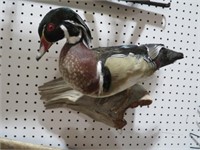 MOUNTED DUCK ON DRIFTWOOD