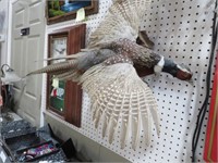 MOUNTED PHEASANT IN FLIGHT