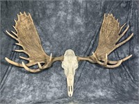 Replica Moose Skull and Antlers