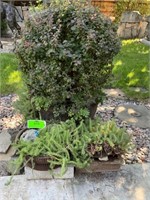 three cast-iron pots with plants