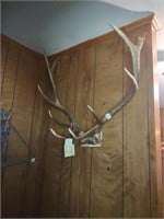 Elk Antler mount. NO shipping will be offered for