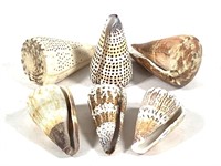 6 Cone Shells