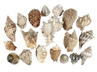 Conch Murex Pyramid & Other Shells