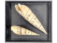 2 Marlinspike Auger Sea Shells