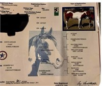 Froggy, “Froghollow Whiz” - 15 Year Old APHA