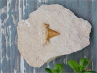 SHARK TOOTH IN MATRIX ROCK STONE LAPIDARY SPECIMEN