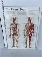 Plaque- The Human Body