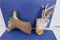 Jackelope Mounted Head & Deer Decor