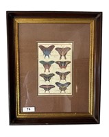 Antique Victorian style Framed Butterfly Print