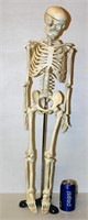 32" Tall Skeleton on Vintage Metal Stand
