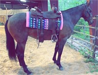 8 YR OLD BAY MARE *VIDEO