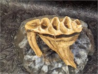 Old Elephant's Tooth Belgian Congo