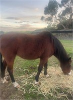 (VIC) FLICKER - WELSH X RIDING PONY MARE