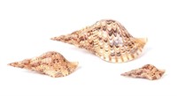 Group of Three Triton Sea Shells, Charonia Tritoni