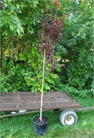 Purpleleaf Ornamental Plum Tree