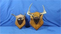 2 Whitetail Antler Mounts