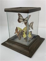 Butterfly Taxidermy Display Glass & Wood Box