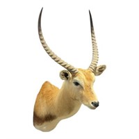 Aftrican Lechwe Antelope Short Hair