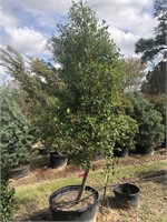 16 various container trees