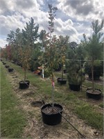 17 various container trees