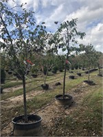 14 various container trees