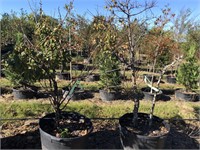 19 various container trees