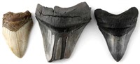 FOSSILIZED CARCHAROCLES MEGALODON SHARK TOOTH LOT