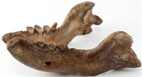 WILD BOAR FOSSIL MANDIBLE JAW TENNESSEE CAVE FIND