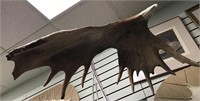 Impressive "flying" eagle made of moose antler wit